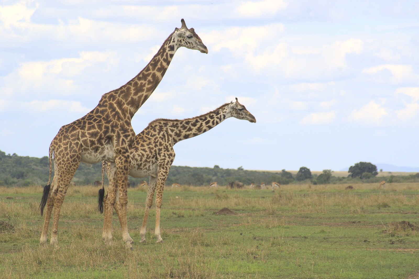 Maasai Mara Safari and a Maasai Village, Ololaimutia, Kenya - 5th November 2010: A pair of giraffe