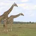 A pair of giraffe, Maasai Mara Safari and a Maasai Village, Ololaimutia, Kenya - 5th November 2010