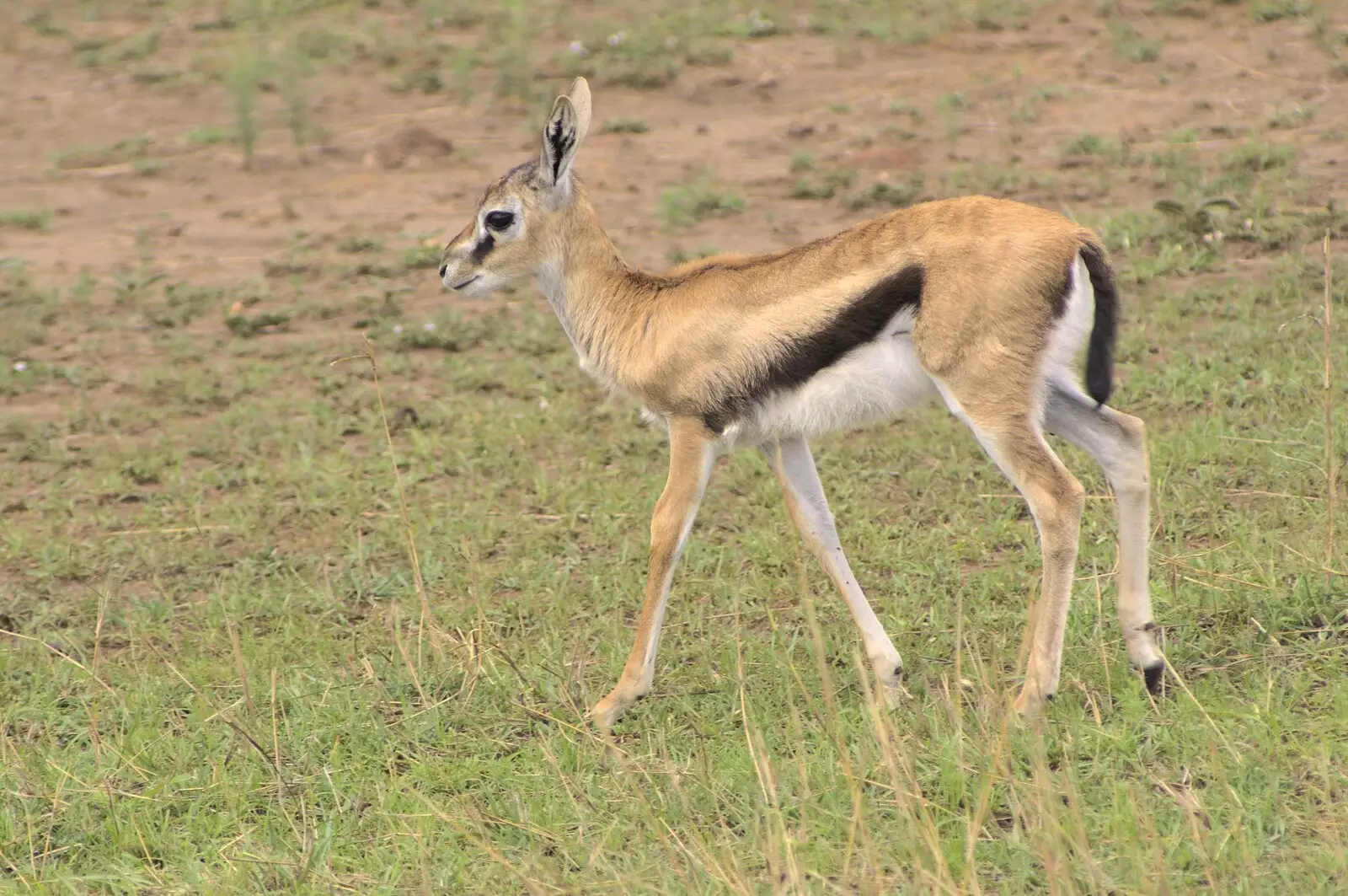 A gazelle fawn, from Maasai Mara Safari and a Maasai Village, Ololaimutia, Kenya - 5th November 2010