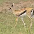 A gazelle fawn, Maasai Mara Safari and a Maasai Village, Ololaimutia, Kenya - 5th November 2010