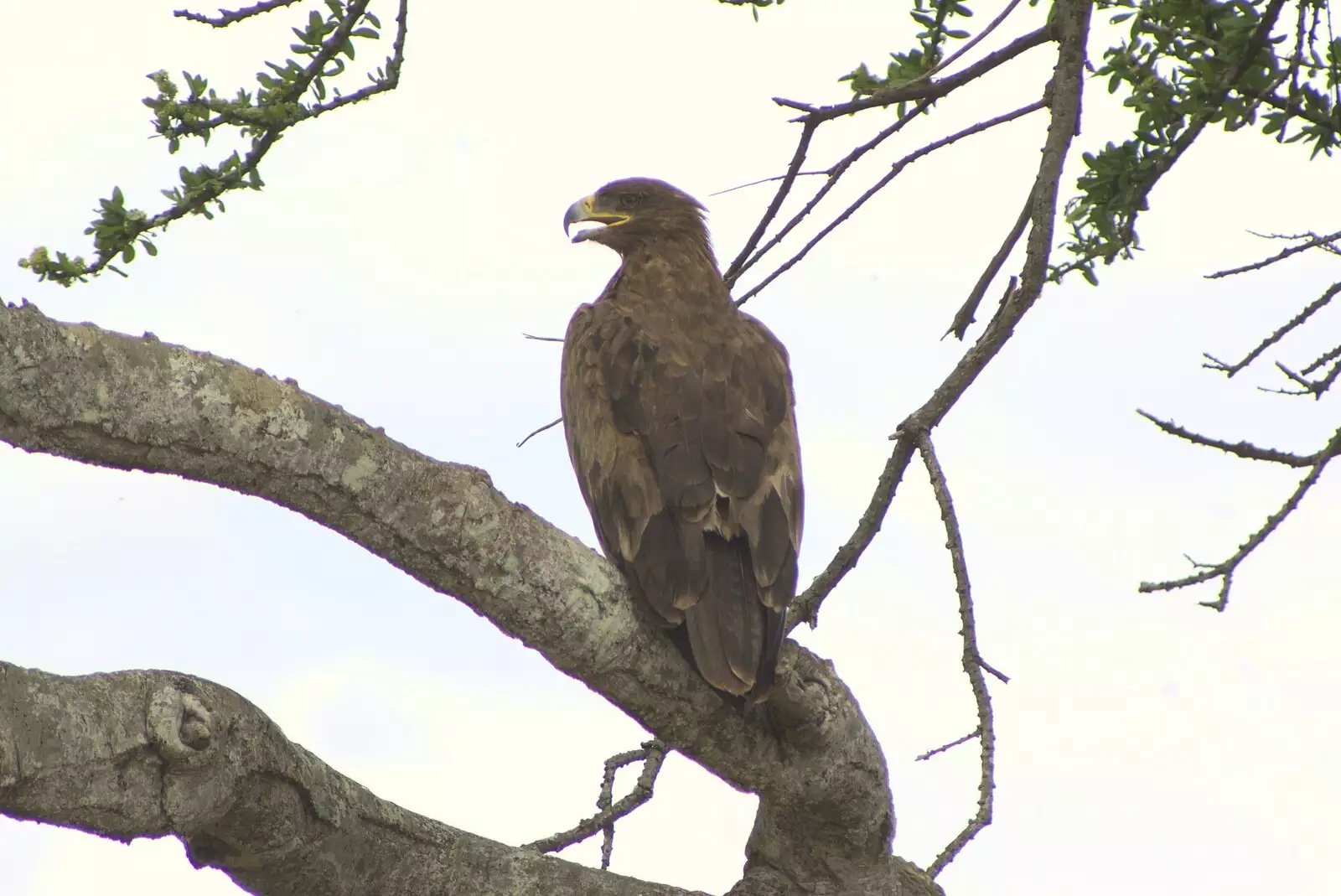 A perching eagle, from Maasai Mara Safari and a Maasai Village, Ololaimutia, Kenya - 5th November 2010