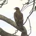 A perching eagle, Maasai Mara Safari and a Maasai Village, Ololaimutia, Kenya - 5th November 2010