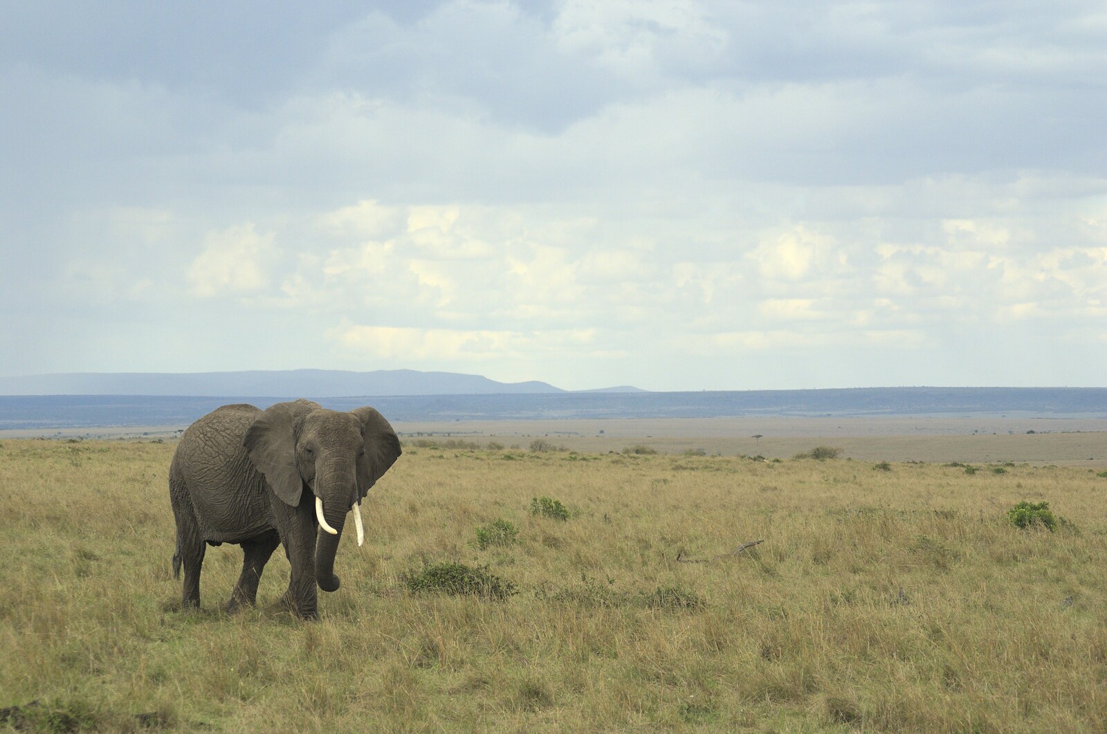 A lone elephant on the plains from Maasai Mara Safari and a Maasai Village, Ololaimutia, Kenya - 5th November 2010