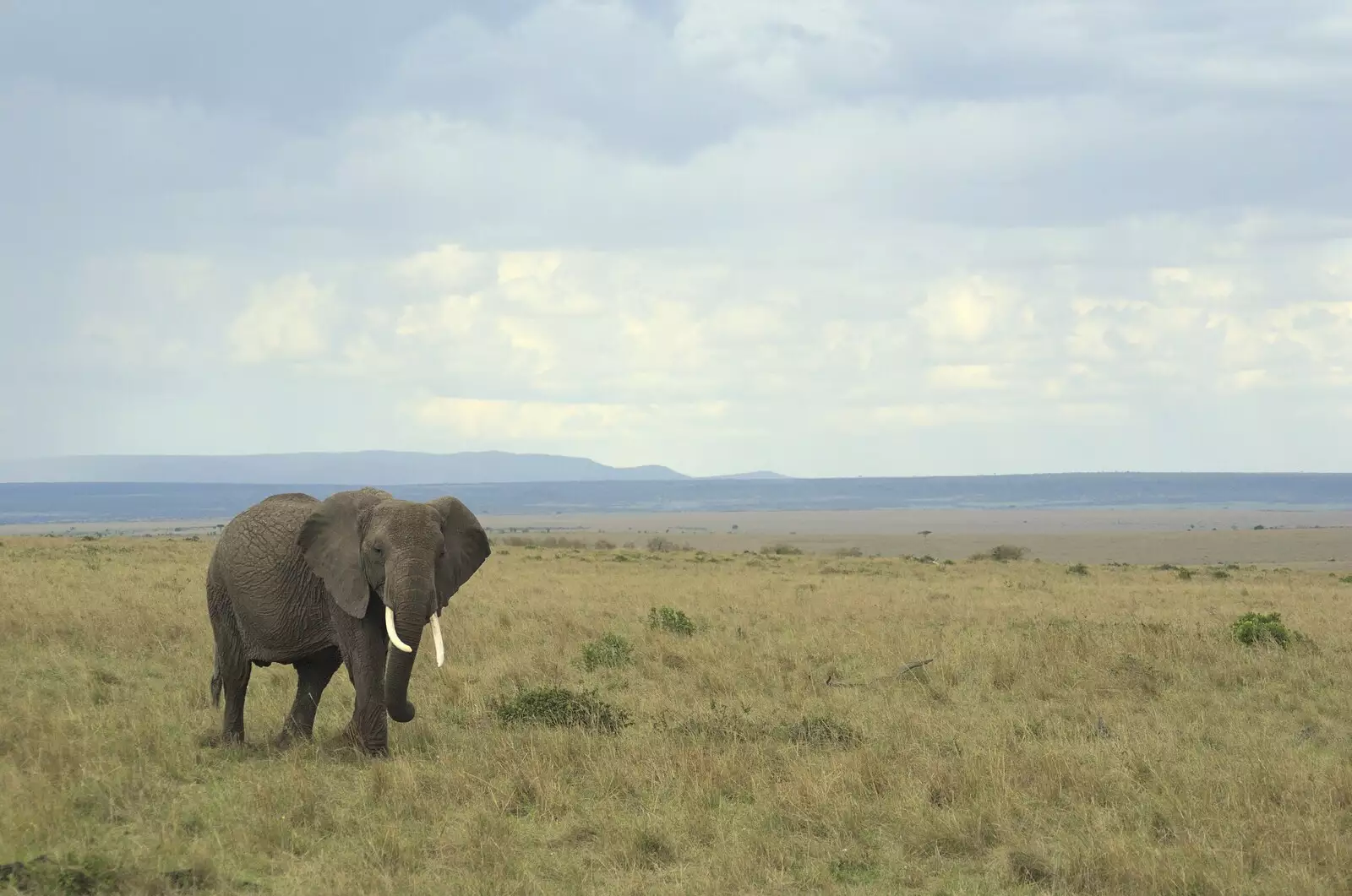 A lone elephant on the plains, from Maasai Mara Safari and a Maasai Village, Ololaimutia, Kenya - 5th November 2010
