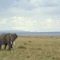 A lone elephant on the plains, Maasai Mara Safari and a Maasai Village, Ololaimutia, Kenya - 5th November 2010