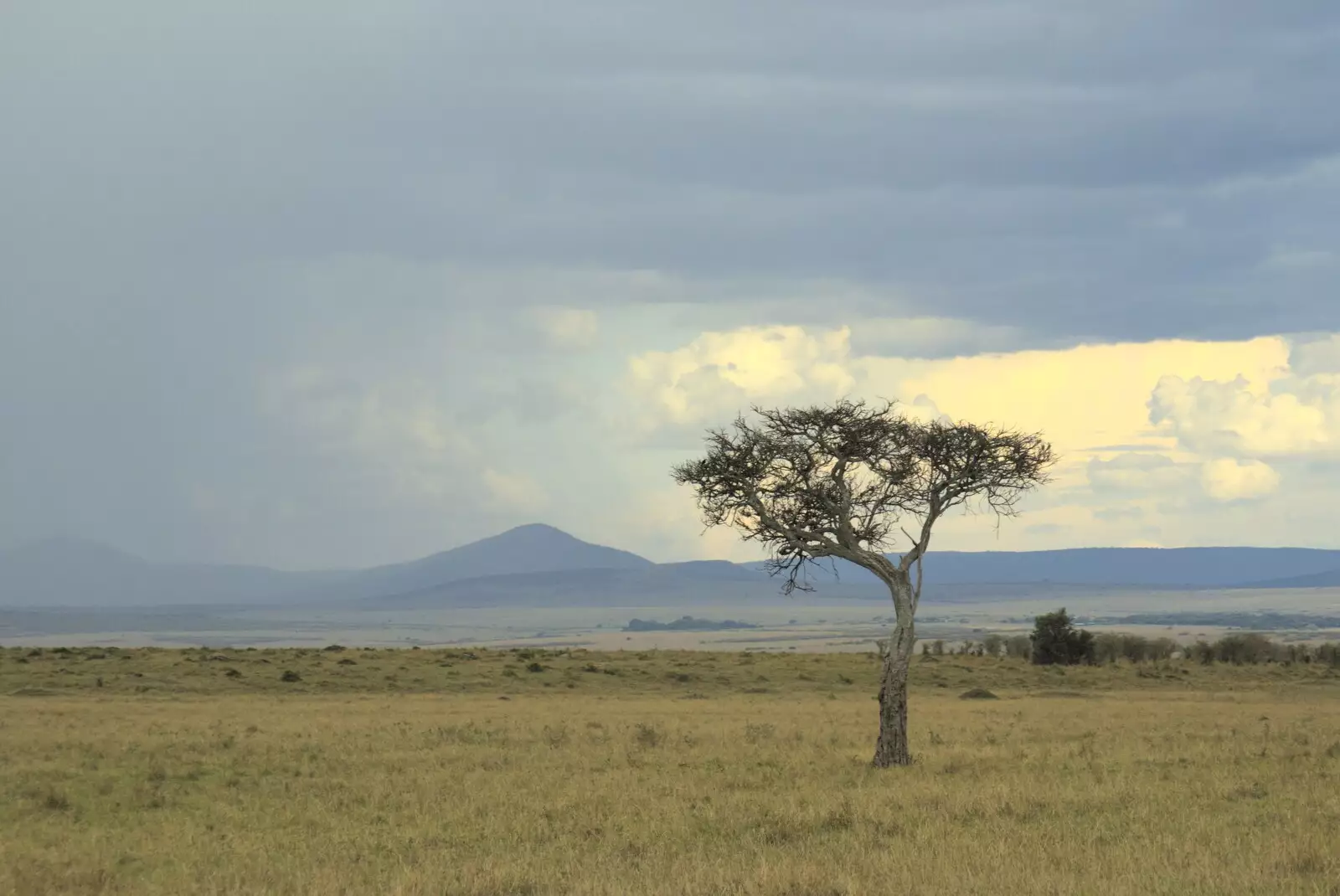 African tree, from Maasai Mara Safari and a Maasai Village, Ololaimutia, Kenya - 5th November 2010