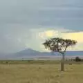 African tree, Maasai Mara Safari and a Maasai Village, Ololaimutia, Kenya - 5th November 2010