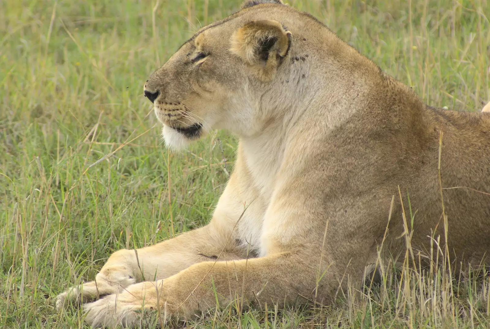 A female lion, from Maasai Mara Safari and a Maasai Village, Ololaimutia, Kenya - 5th November 2010