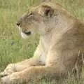 A female lion, Maasai Mara Safari and a Maasai Village, Ololaimutia, Kenya - 5th November 2010