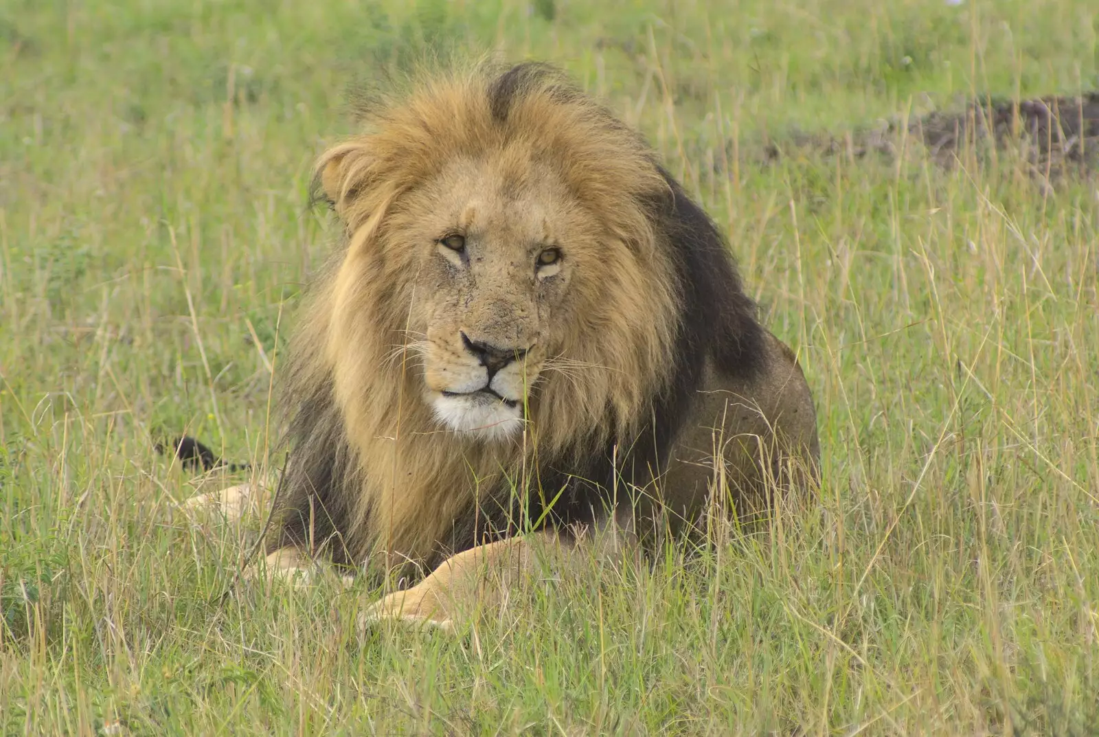 A male lion surveys the scene, from Maasai Mara Safari and a Maasai Village, Ololaimutia, Kenya - 5th November 2010