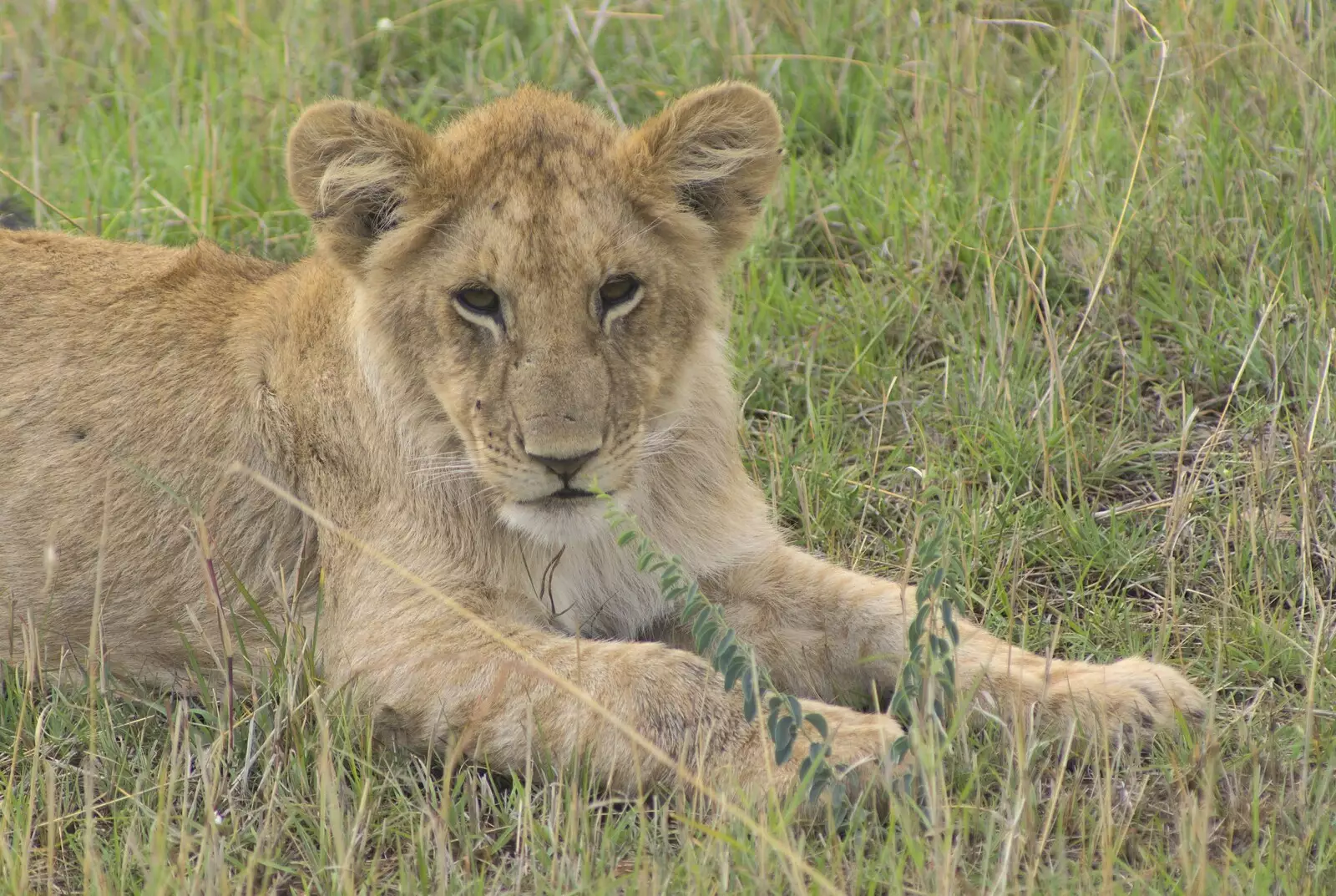 A lion cub, from Maasai Mara Safari and a Maasai Village, Ololaimutia, Kenya - 5th November 2010