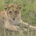 A lion cub, Maasai Mara Safari and a Maasai Village, Ololaimutia, Kenya - 5th November 2010