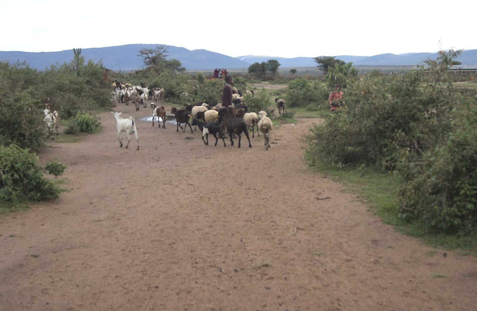 Maasai Mara Safari and a Maasai Village, Ololaimutia, Kenya - 5th November 2010: Goat herding
