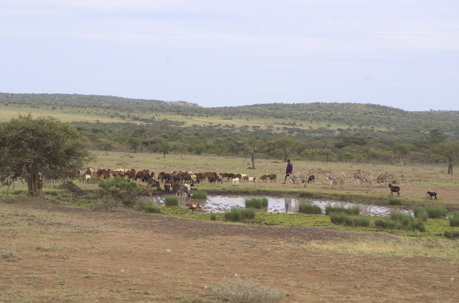 Narok to Naivasha and Hell's Gate National Park, Kenya, Africa - 5th November 2010: Sheep are herded past a pond