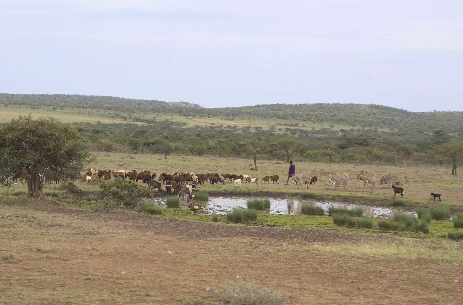 Sheep are herded past a pond, from Narok to Naivasha and Hell's Gate National Park, Kenya, Africa - 5th November 2010