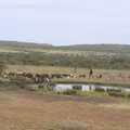 Sheep are herded past a pond, Narok to Naivasha and Hell's Gate National Park, Kenya, Africa - 5th November 2010