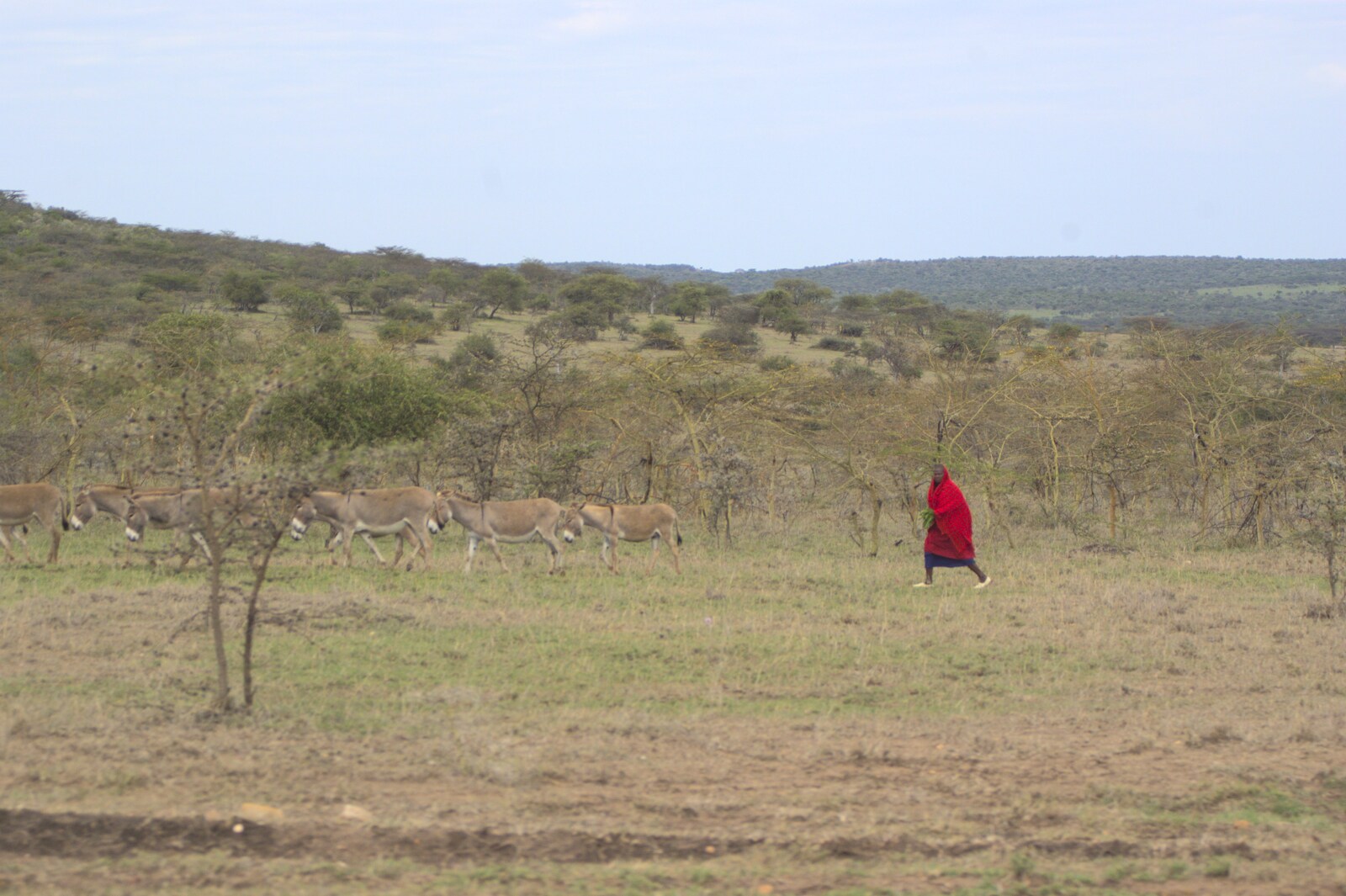 Narok to Naivasha and Hell's Gate National Park, Kenya, Africa - 5th November 2010: A herd of donkeys