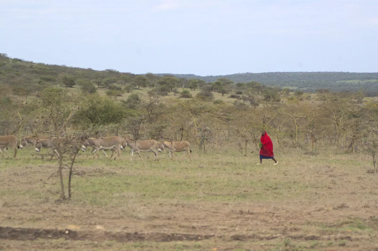 A herd of donkeys, from Narok to Naivasha and Hell's Gate National Park, Kenya, Africa - 5th November 2010