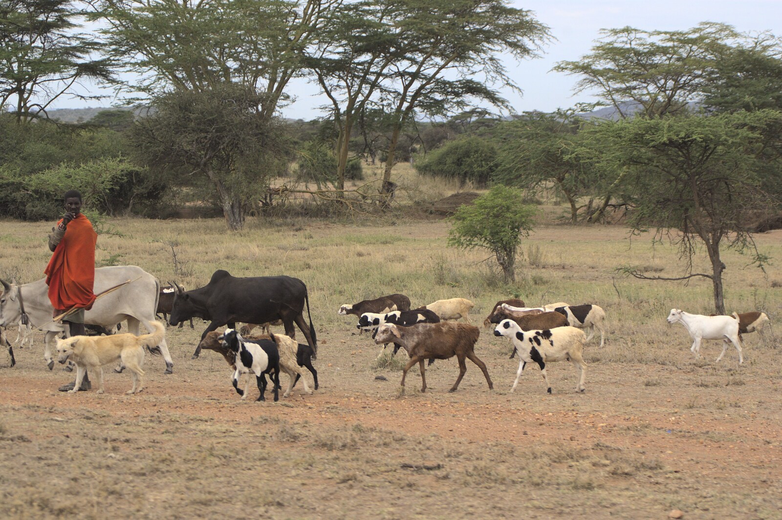 Narok to Naivasha and Hell's Gate National Park, Kenya, Africa - 5th November 2010: A goat herder
