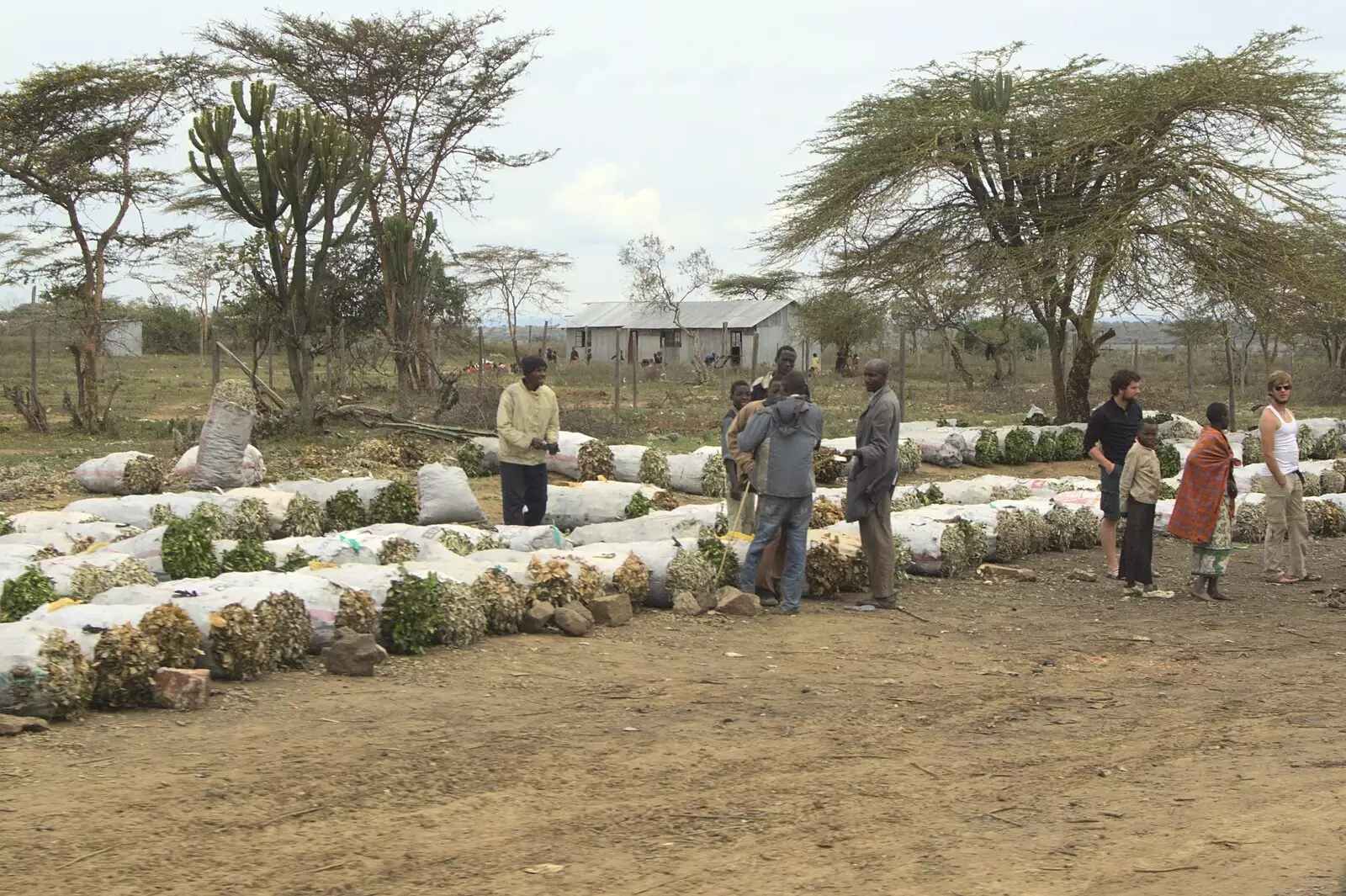 Bundles of road-side wood for making charcoal, from Narok to Naivasha and Hell's Gate National Park, Kenya, Africa - 5th November 2010