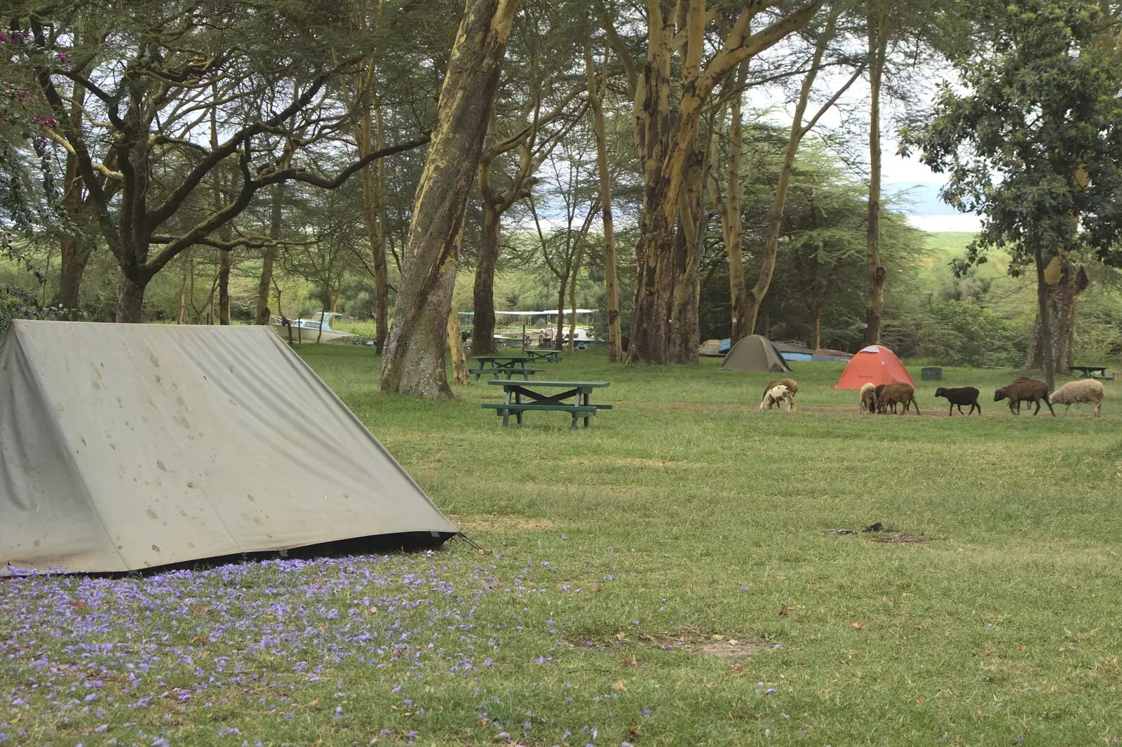 The bucolic Fisherman's Camp by Lake Naivasha, from Narok to Naivasha and Hell's Gate National Park, Kenya, Africa - 5th November 2010