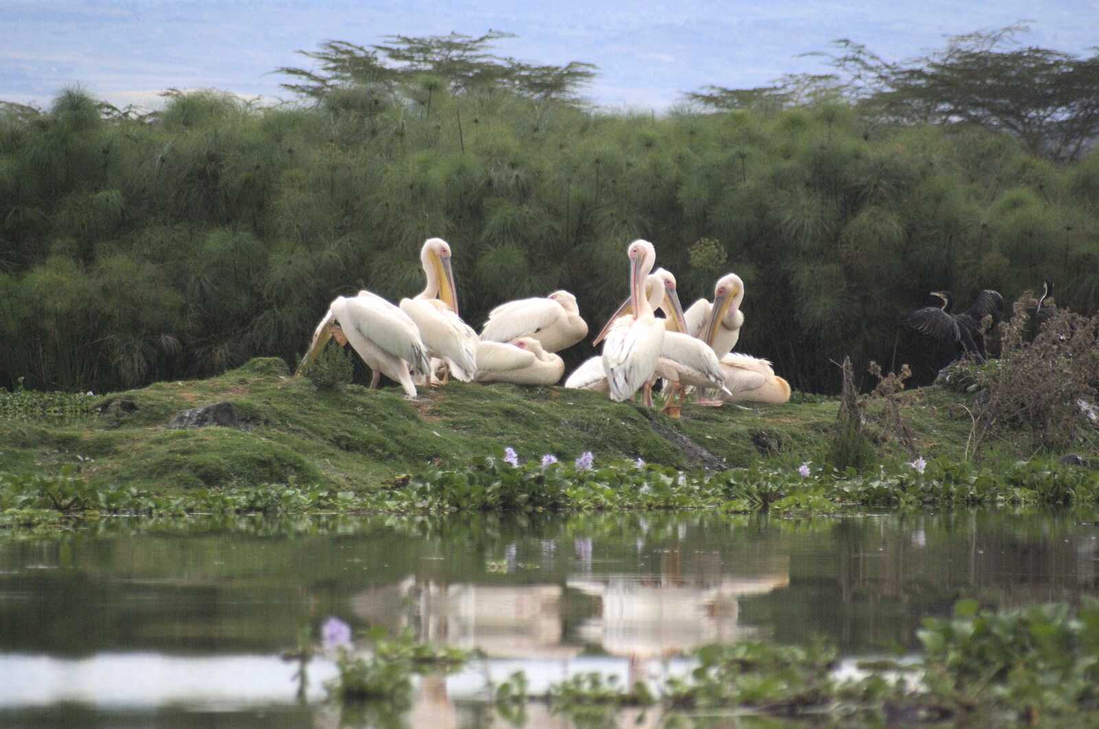 Narok to Naivasha and Hell's Gate National Park, Kenya, Africa - 5th November 2010: Pelicans on an island