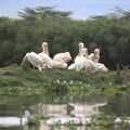 Pelicans on an island, Narok to Naivasha and Hell's Gate National Park, Kenya, Africa - 5th November 2010