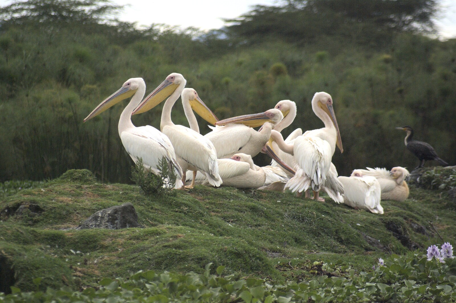 Narok to Naivasha and Hell's Gate National Park, Kenya, Africa - 5th November 2010: Pelicans hang around