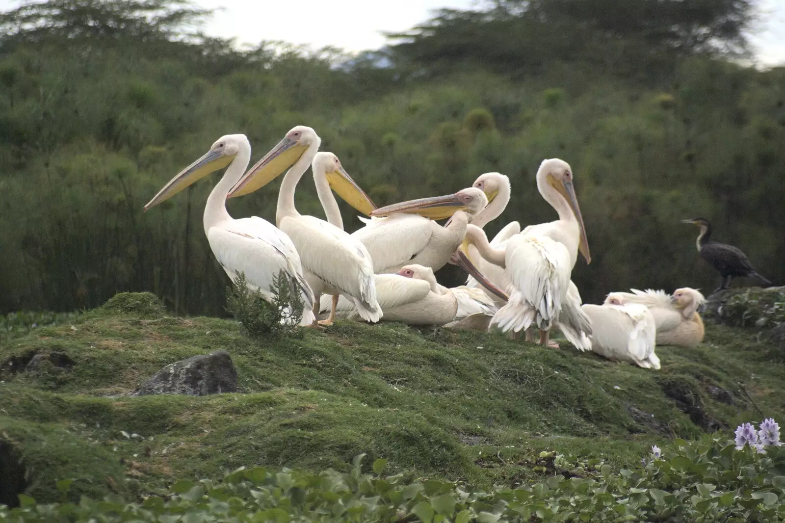 Pelicans hang around, from Narok to Naivasha and Hell's Gate National Park, Kenya, Africa - 5th November 2010