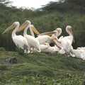 Pelicans hang around, Narok to Naivasha and Hell's Gate National Park, Kenya, Africa - 5th November 2010