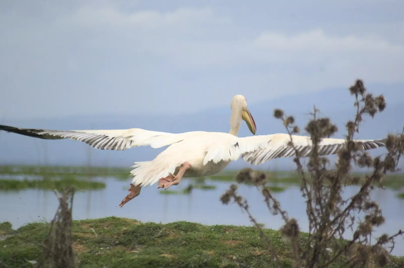 A pelican takes to the air, from Narok to Naivasha and Hell's Gate National Park, Kenya, Africa - 5th November 2010