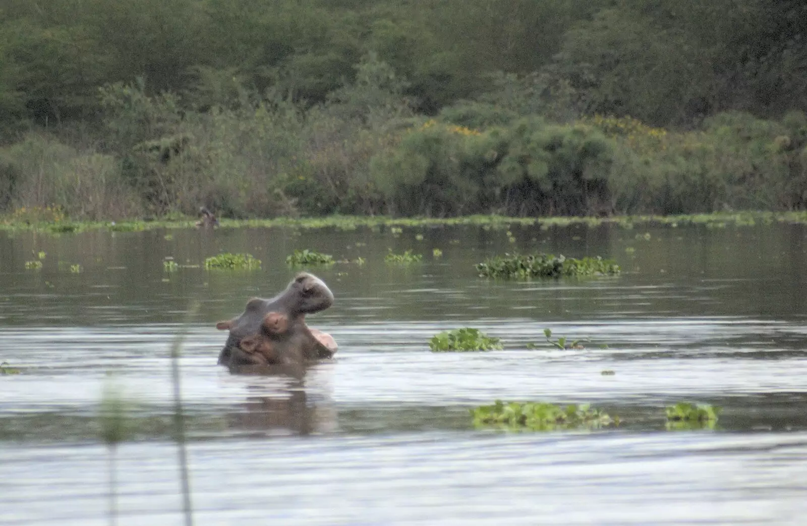 A blurry hippo, from Narok to Naivasha and Hell's Gate National Park, Kenya, Africa - 5th November 2010