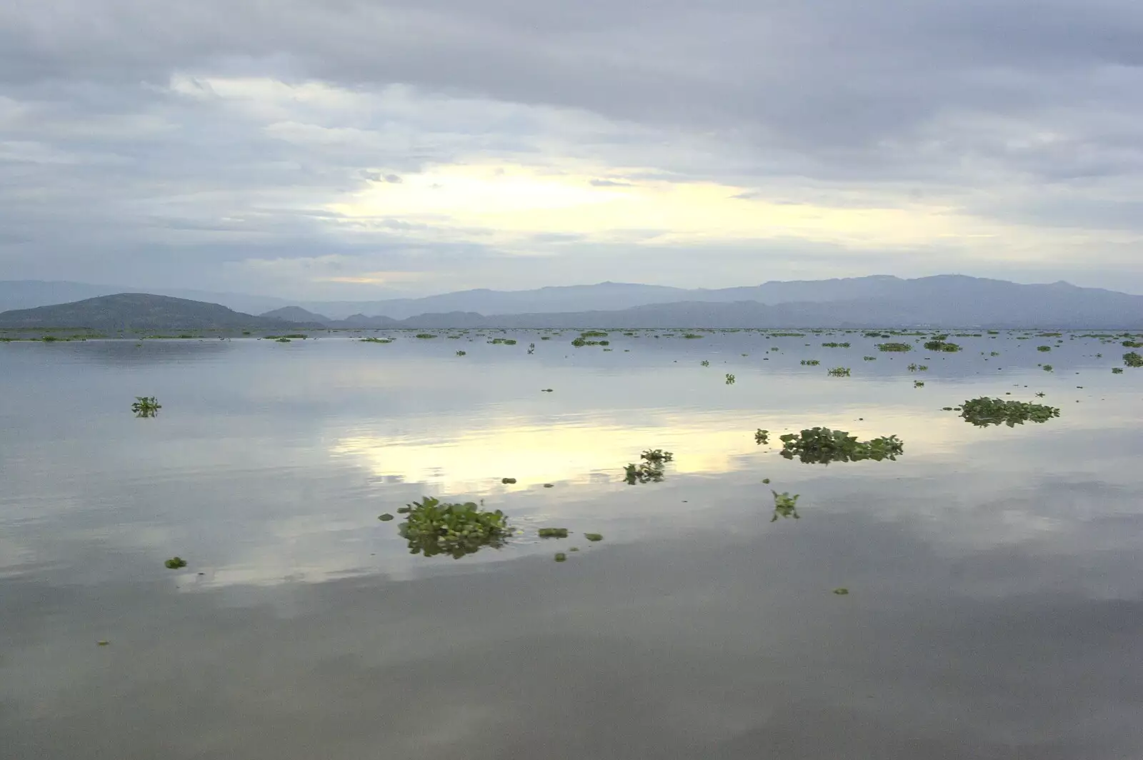 More floating lilies, and a calm Lake Naivasha, from Narok to Naivasha and Hell's Gate National Park, Kenya, Africa - 5th November 2010