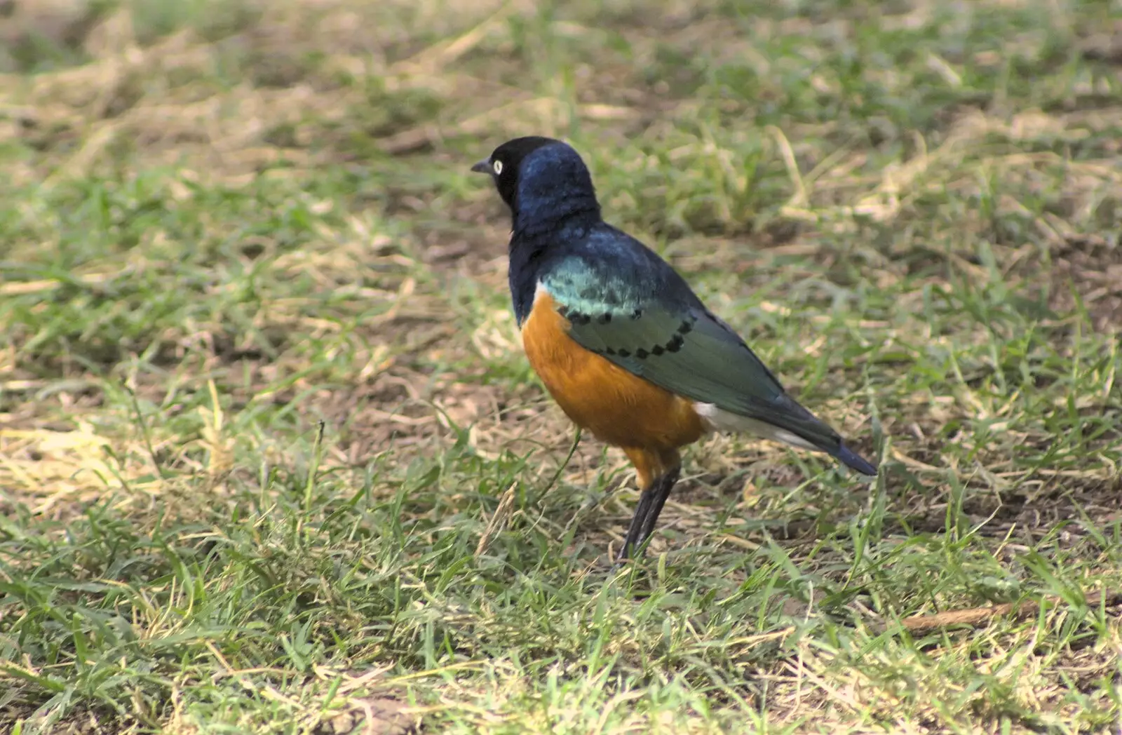 A Splendid Starling pokes about, from Narok to Naivasha and Hell's Gate National Park, Kenya, Africa - 5th November 2010