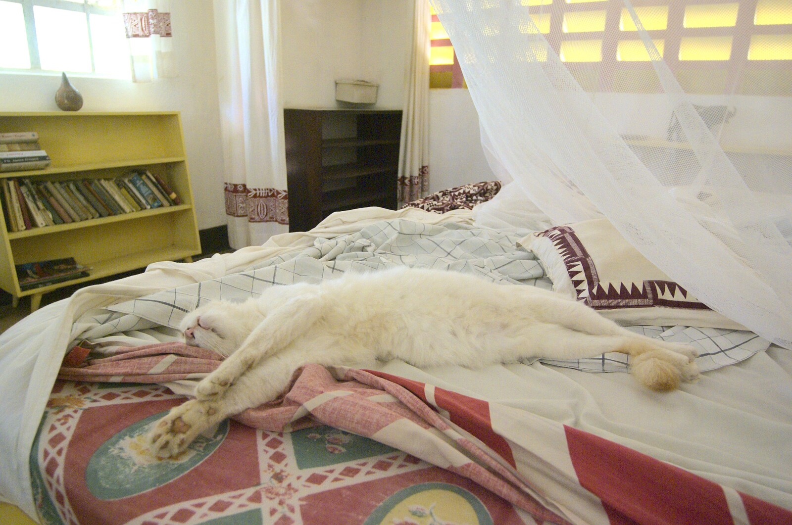 Patchy Cat sprawls out on our bed from Long Train (not) Runnin': Tiwi Beach, Mombasa, Kenya - 7th November 2010