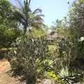 Prickly Pear cacti, Long Train (not) Runnin': Tiwi Beach, Mombasa, Kenya - 7th November 2010