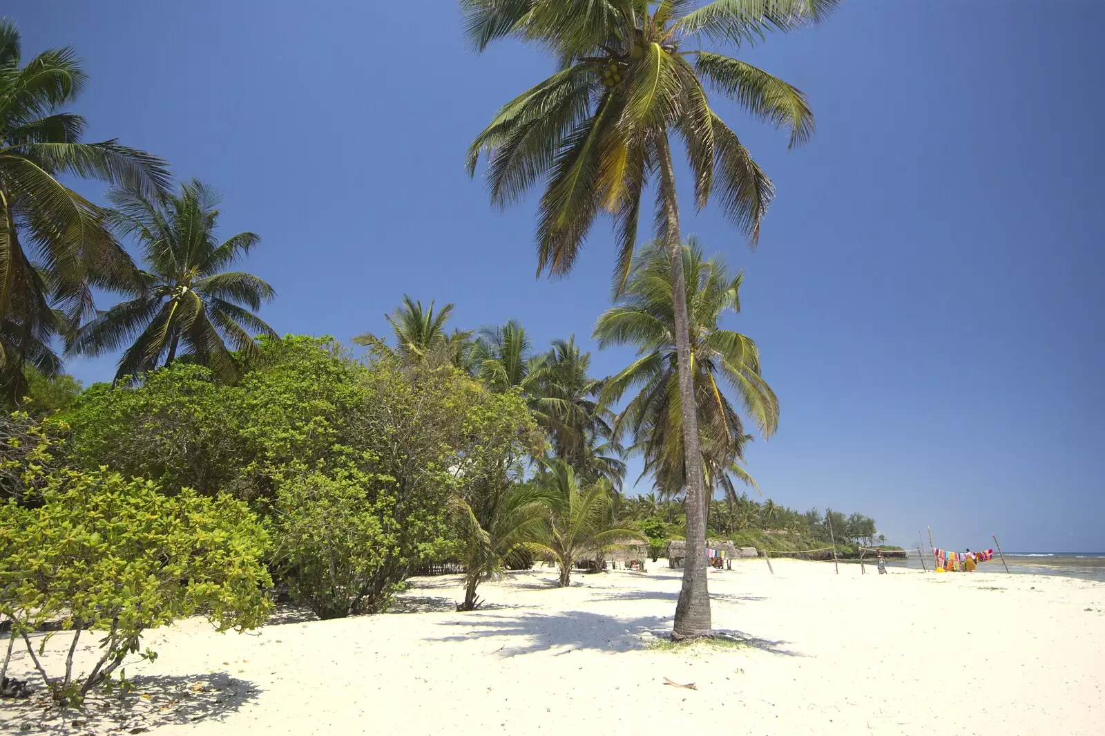 Palm trees on the beach, from Long Train (not) Runnin': Tiwi Beach, Mombasa, Kenya - 7th November 2010