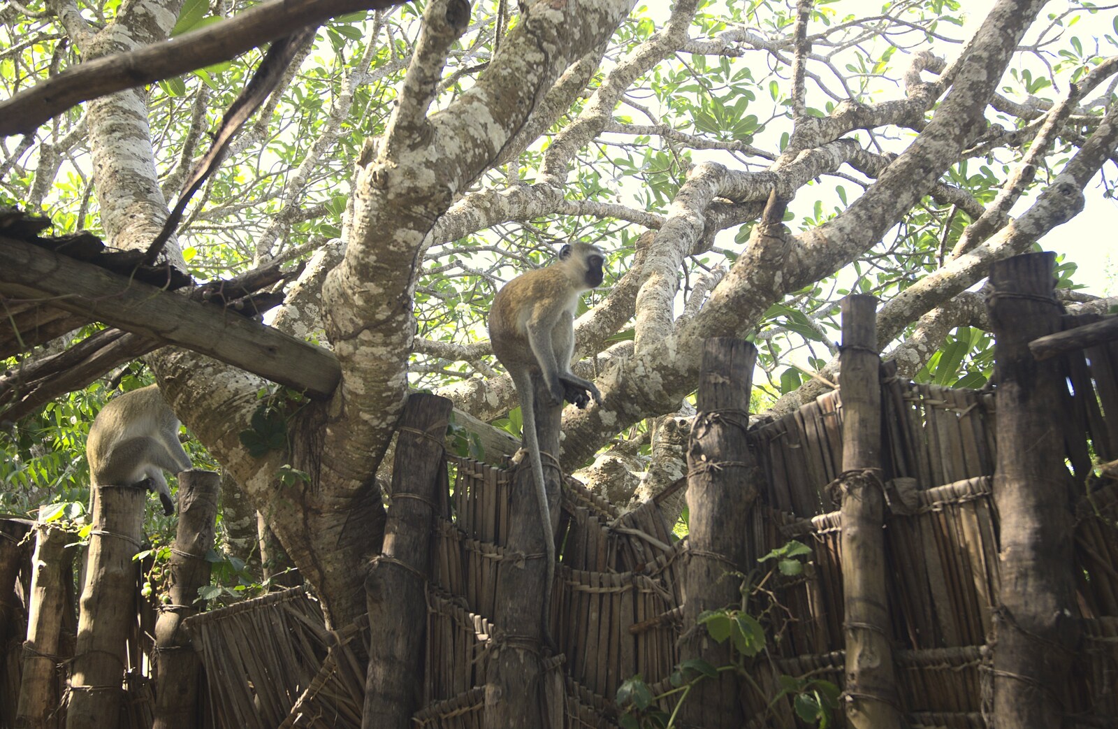 A monkey perches on a pole from Long Train (not) Runnin': Tiwi Beach, Mombasa, Kenya - 7th November 2010