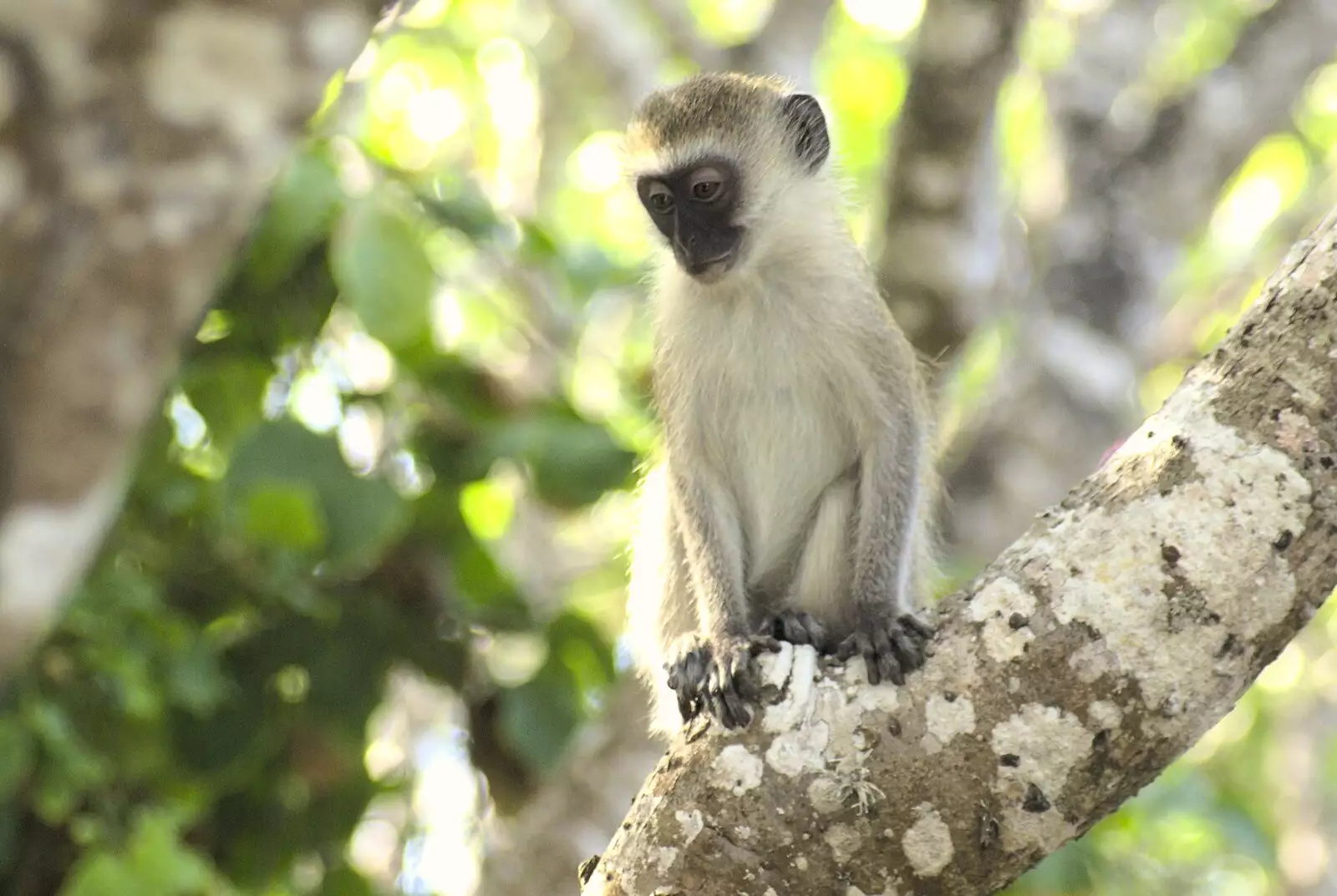 One of the resident baby monkeys, from Long Train (not) Runnin': Tiwi Beach, Mombasa, Kenya - 7th November 2010