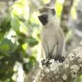 One of the resident baby monkeys, Long Train (not) Runnin': Tiwi Beach, Mombasa, Kenya - 7th November 2010