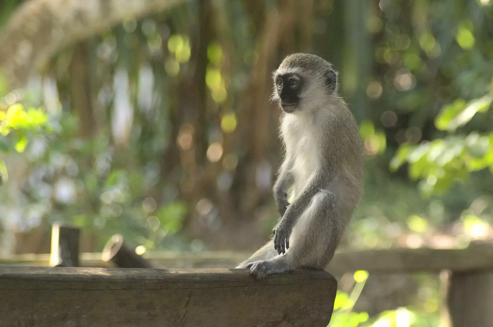 Another baby monkey plots how to steal our food, from Long Train (not) Runnin': Tiwi Beach, Mombasa, Kenya - 7th November 2010