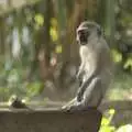 Another baby monkey plots how to steal our food, Long Train (not) Runnin': Tiwi Beach, Mombasa, Kenya - 7th November 2010