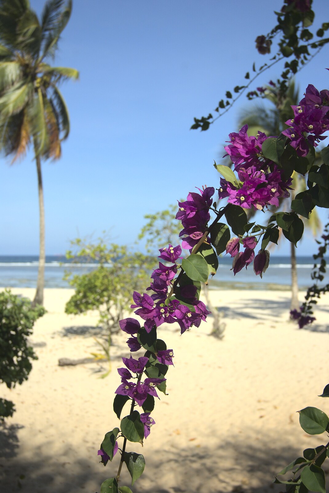 Long Train (not) Runnin': Tiwi Beach, Mombasa, Kenya - 7th November 2010: Nice purple flowers on the beach
