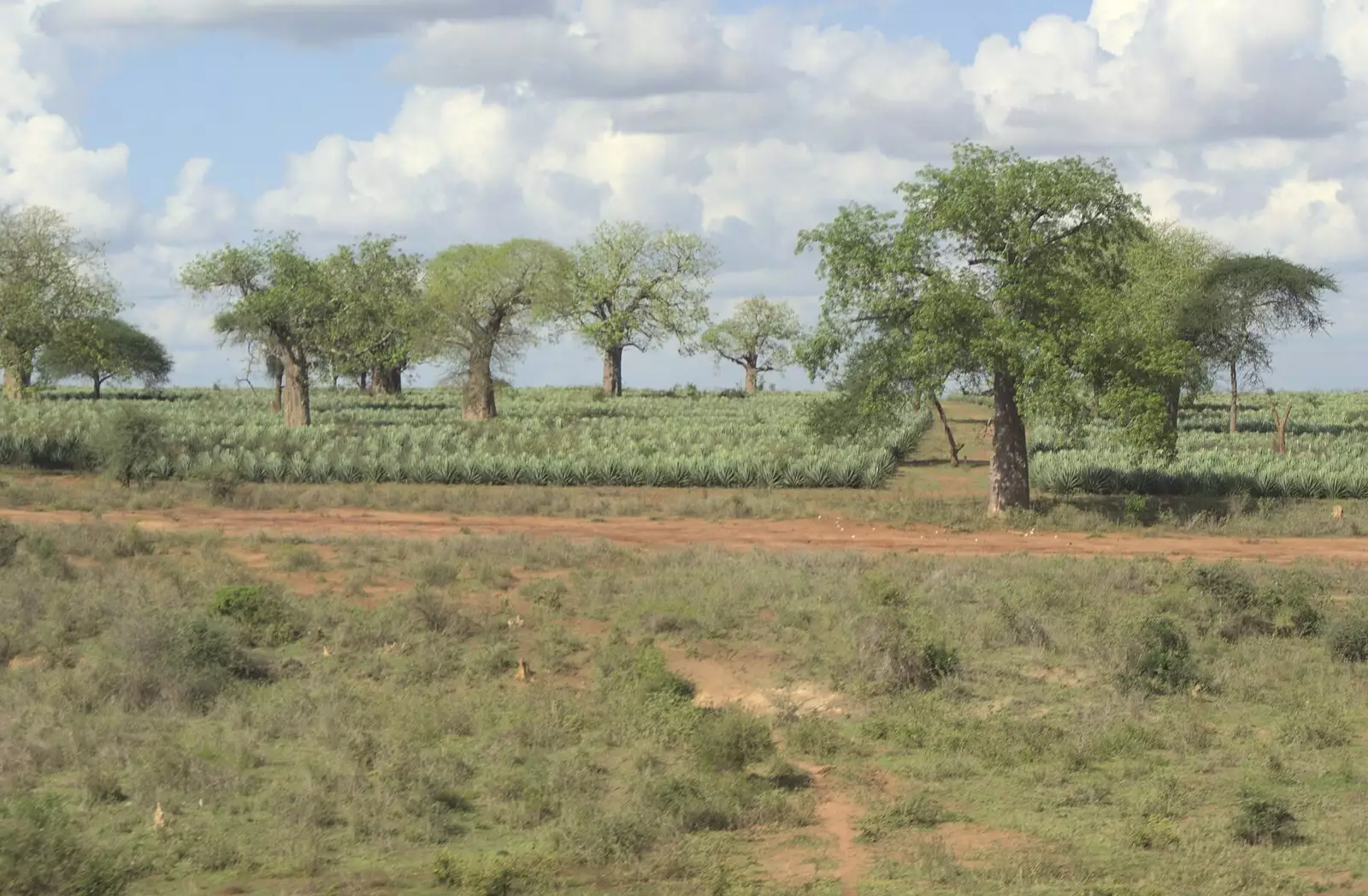 Baobob trees, from Long Train (not) Runnin': Tiwi Beach, Mombasa, Kenya - 7th November 2010