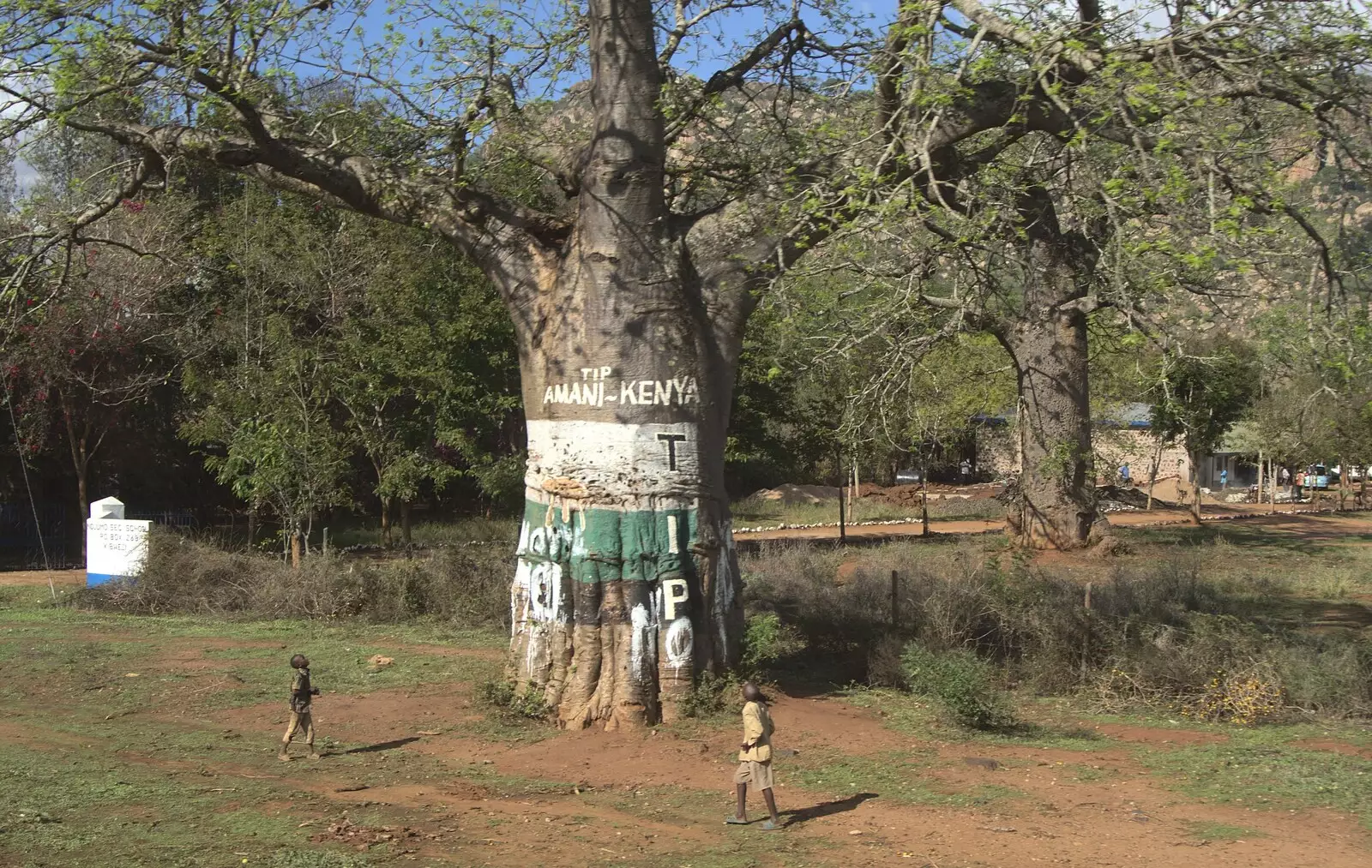 A massive tree, from Long Train (not) Runnin': Tiwi Beach, Mombasa, Kenya - 7th November 2010