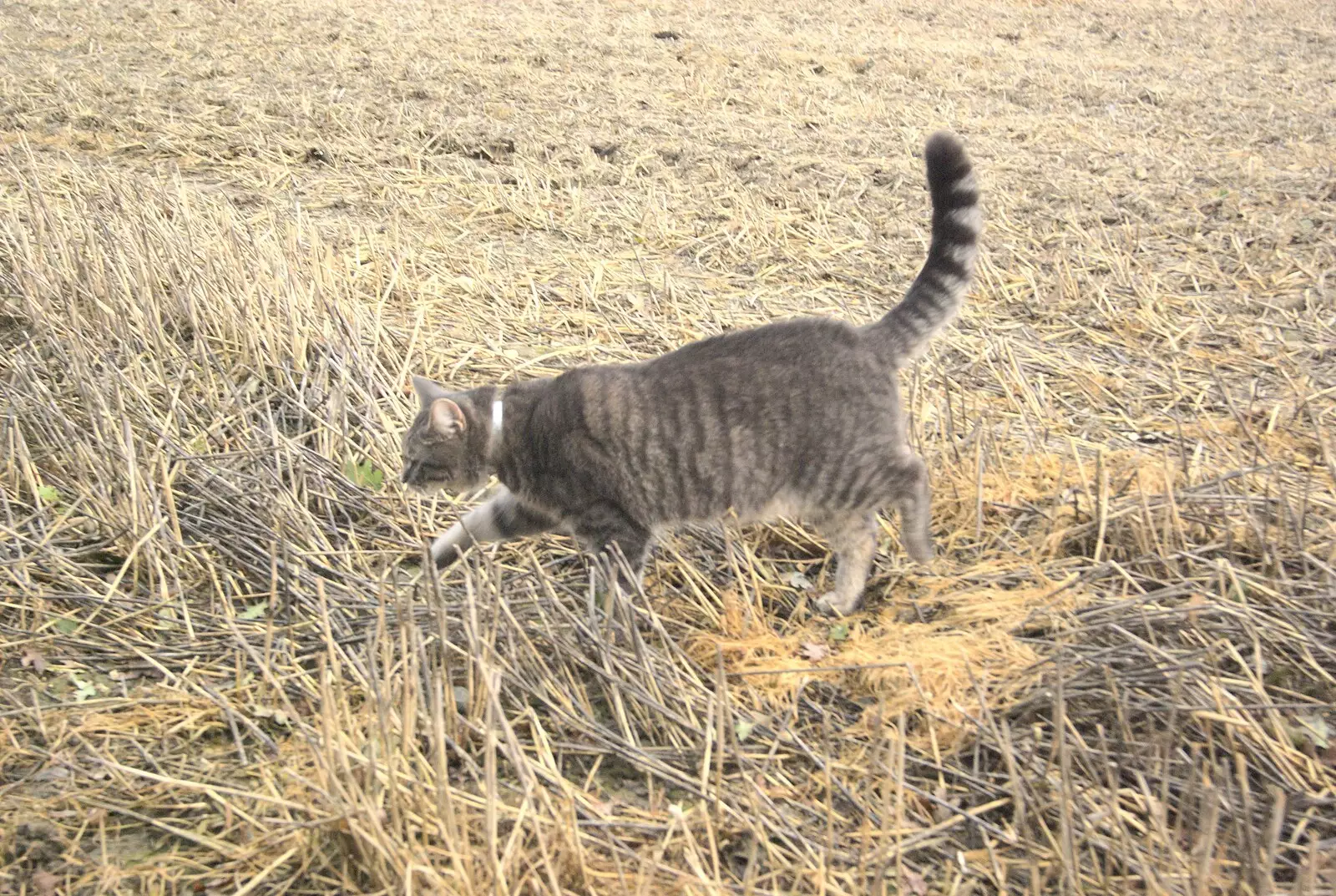 Boris - Stripey Cat - out in the field, from Apple Pressing and Amandine's Jazz, Diss, Norfolk - 21st November 2010