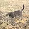 Boris - Stripey Cat - out in the field, Apple Pressing and Amandine's Jazz, Diss, Norfolk - 21st November 2010