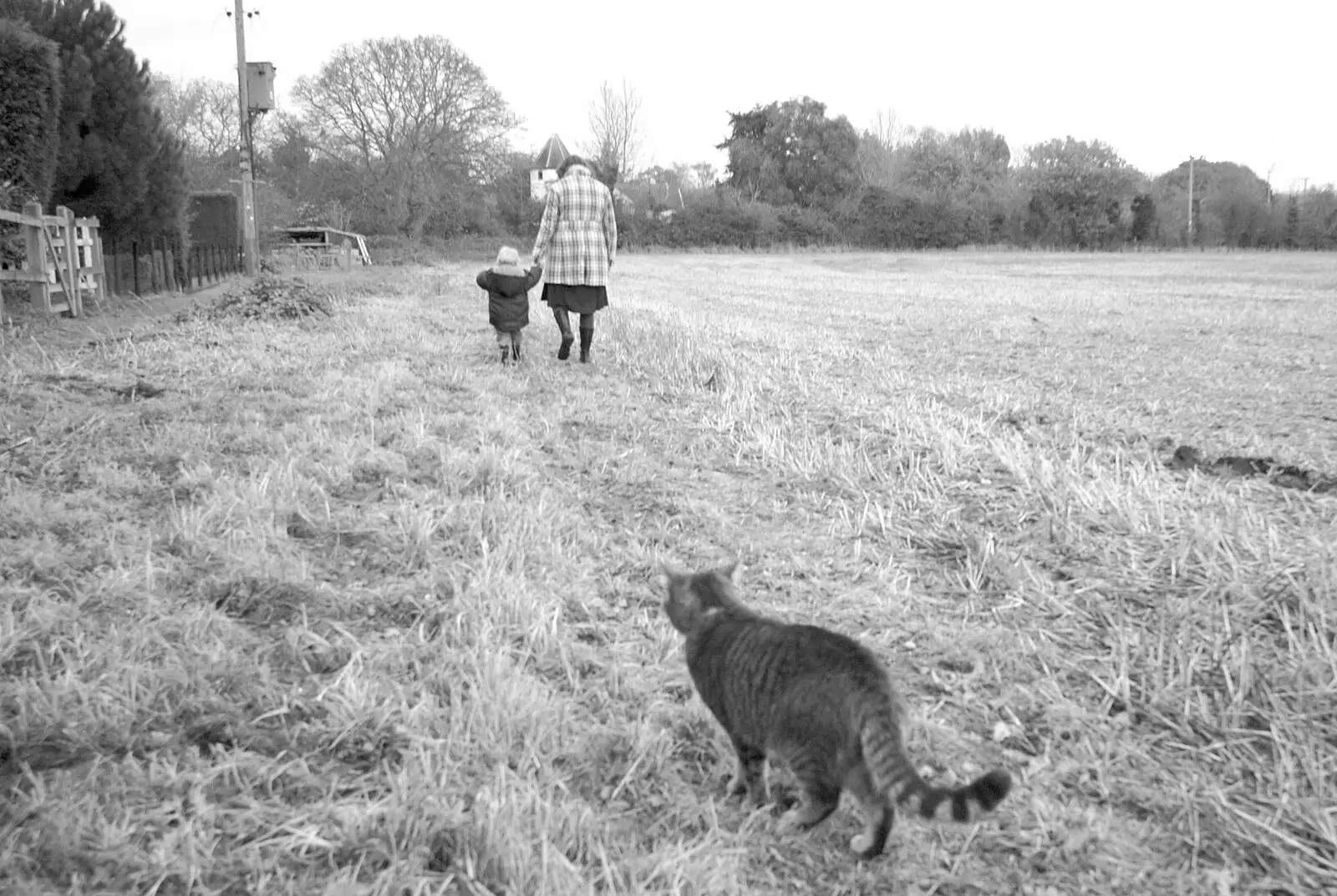 Boris mills around as Fred and Isobel wander off, from Apple Pressing and Amandine's Jazz, Diss, Norfolk - 21st November 2010