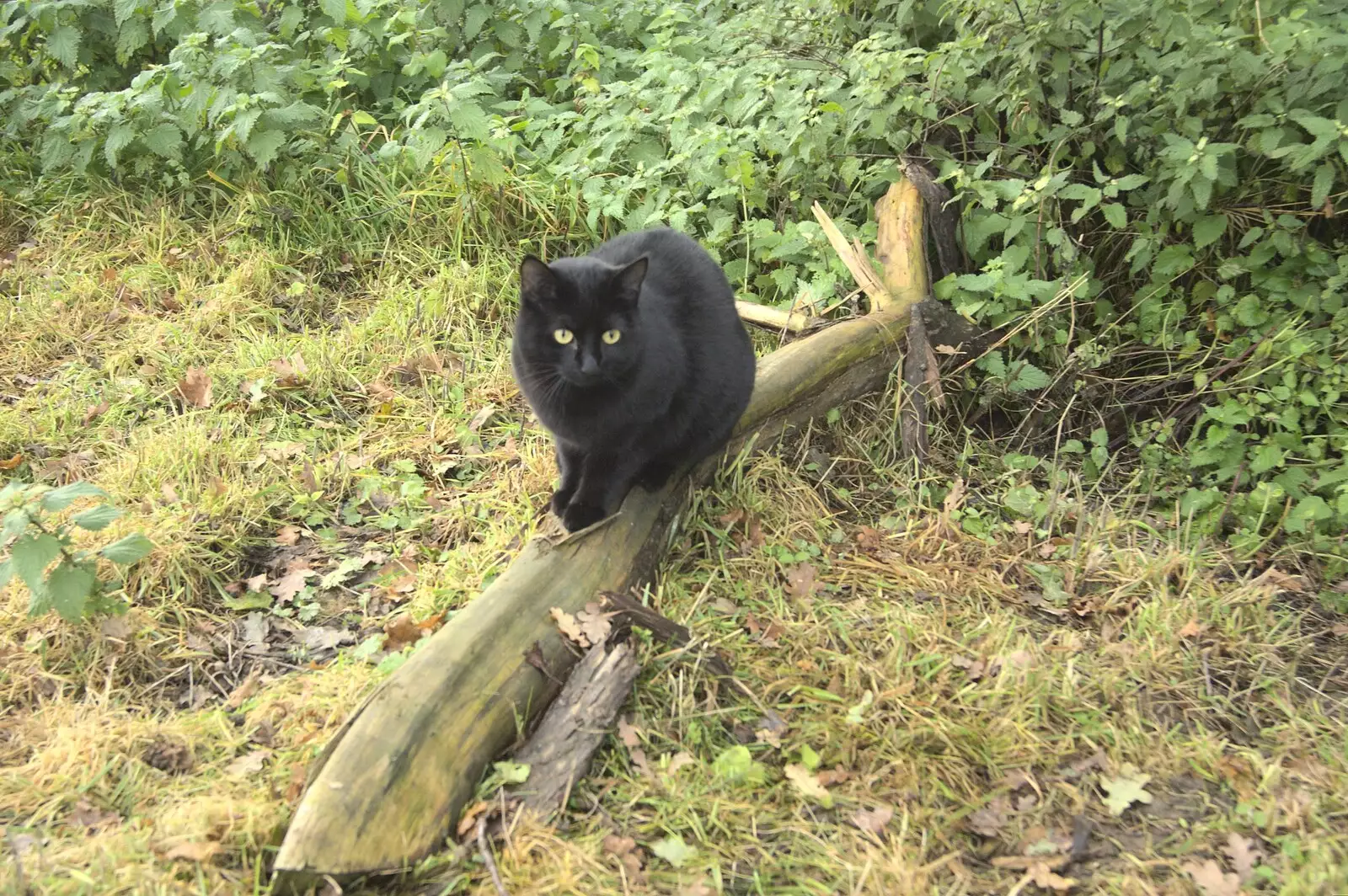 Millie Cat mooches about on a lump of tree, from Apple Pressing and Amandine's Jazz, Diss, Norfolk - 21st November 2010