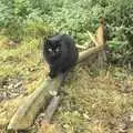 Millie Cat mooches about on a lump of tree, Apple Pressing and Amandine's Jazz, Diss, Norfolk - 21st November 2010